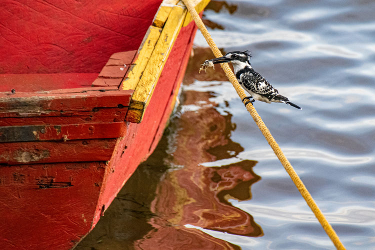 Two pied kingfishers, ceryle rudis, perched on a mooring line, lake victoria, uganda
