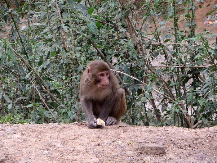 Monkey sitting in forest