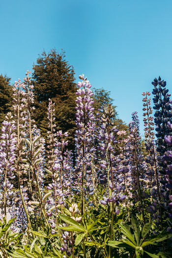 Purple flowering plants on field against clear blue sky
