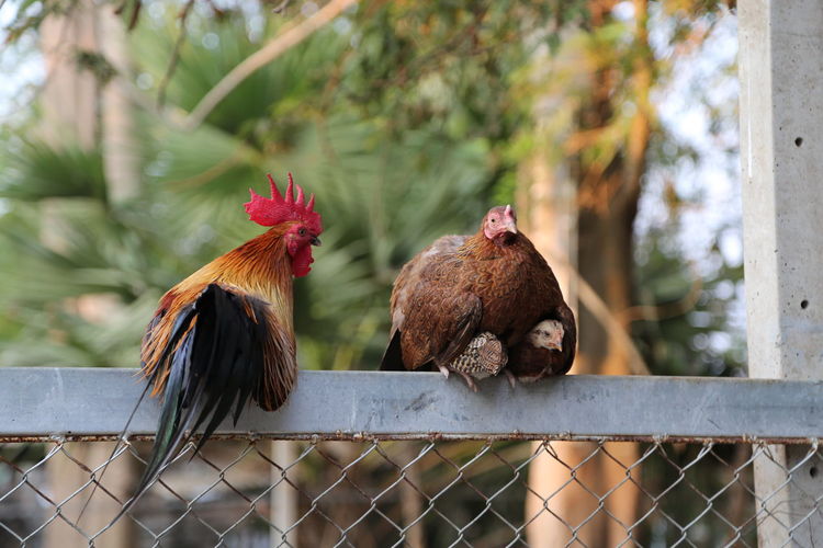 Hens perching on fence