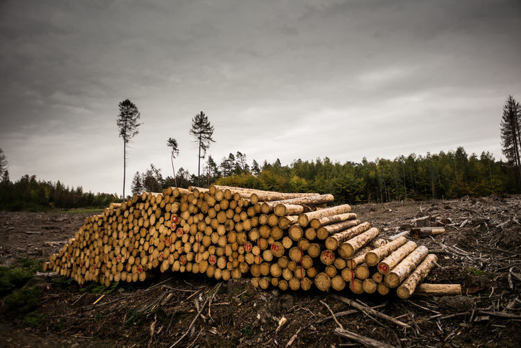 Stack of logs on field in forest, forest destroyed by bark beetle