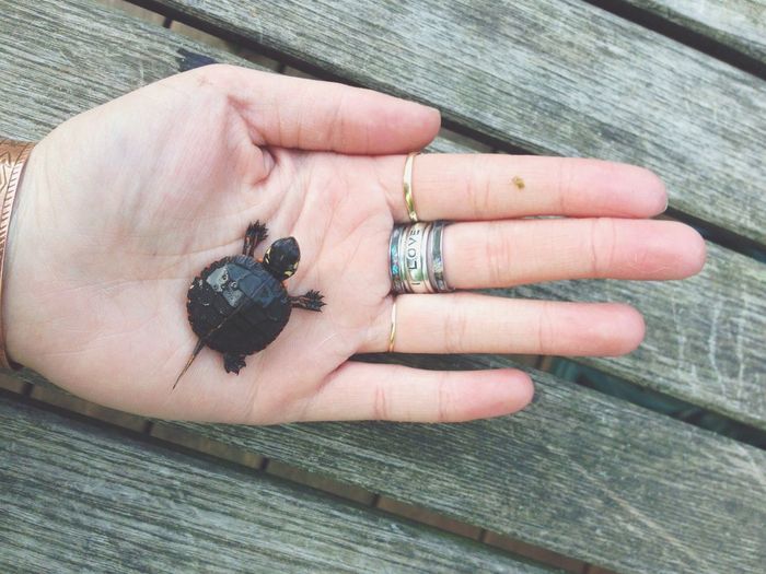 Close-up of a hand holding a turtle