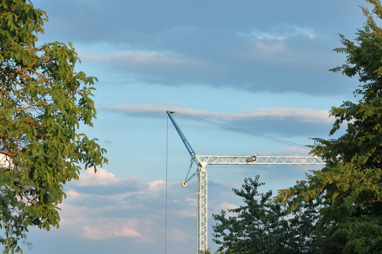 Whiteblue crane behind trees