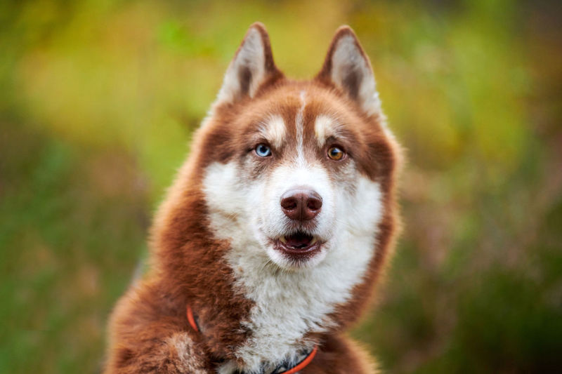 Funny siberian husky dog surprised. siberian husky portrait with open mouth, shock facial expression