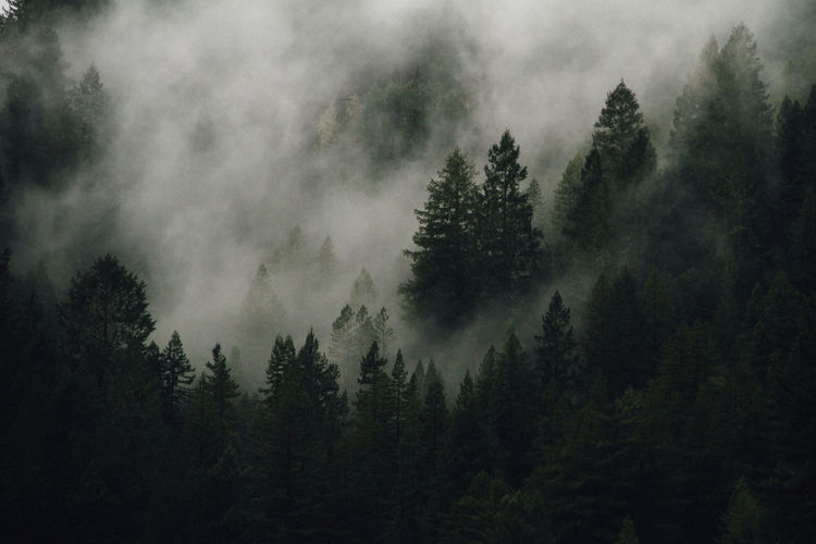 High angle view of trees in foggy weather