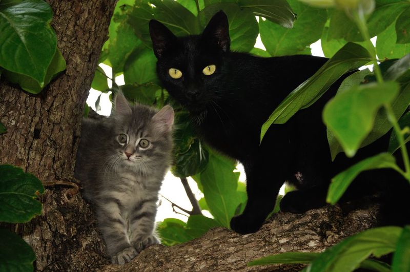 Portrait of two beautiful cat on tree