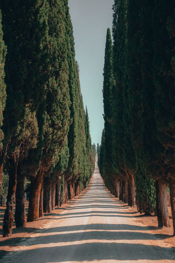 Cedar avenue in tuscany 