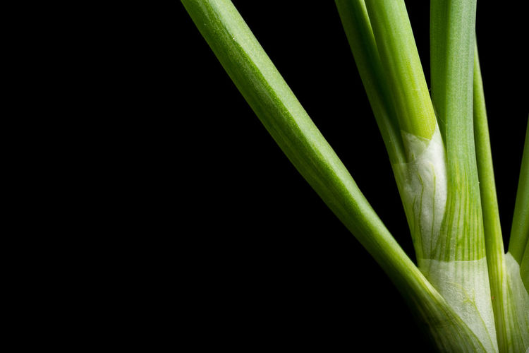 Close-up of green vegetable against black background