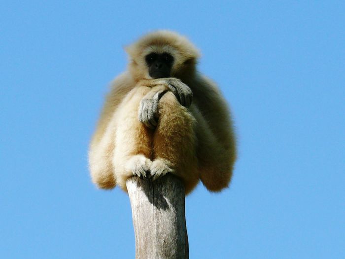 Low angle view of monkey on tree against clear blue sky