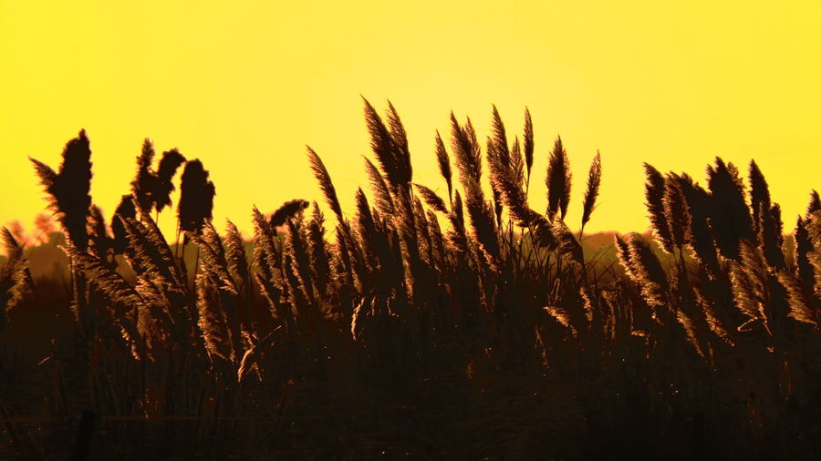 Silhouette pampas plants growing against clear sky