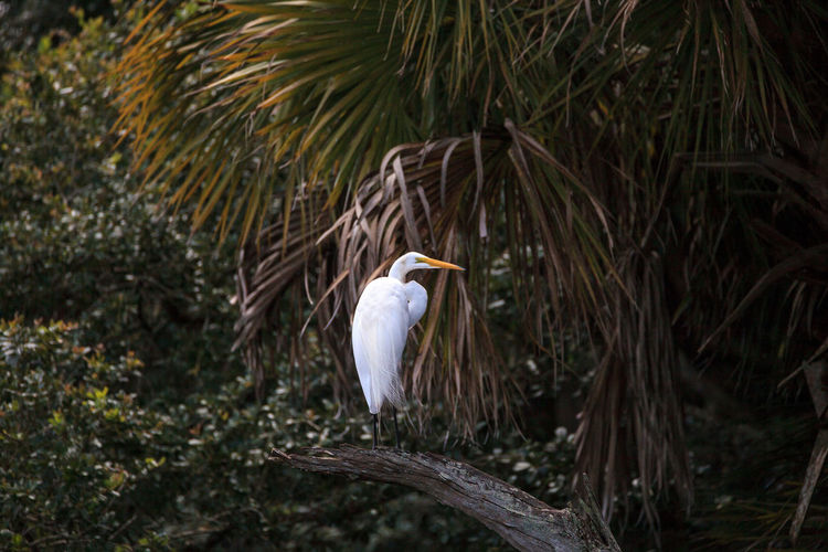 Great white egret wading bird perched on a tree in swamp of myakka river state park in sarasota