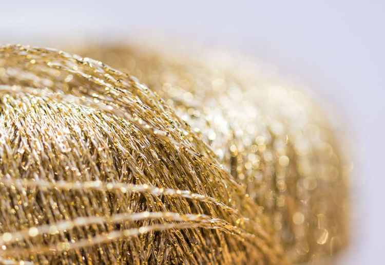 Close-up of crops against blurred background
