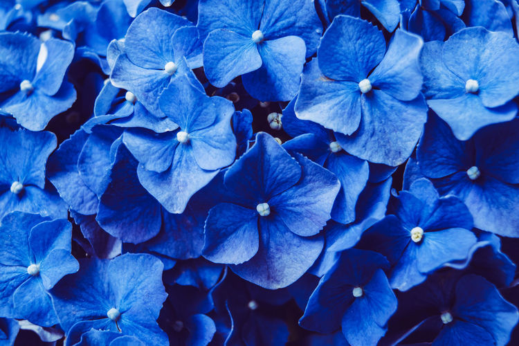 Full frame shot of blue hydrangea