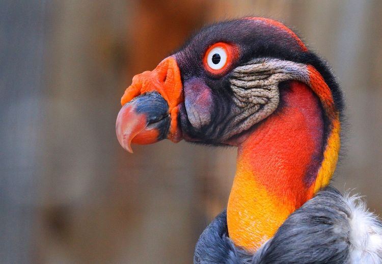 Close-up of king vulture looking away