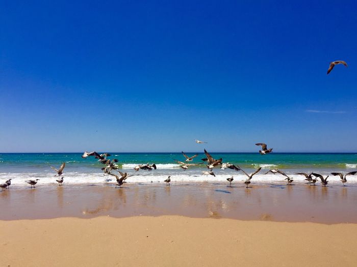 Seagulls flying over beach against clear blue sky