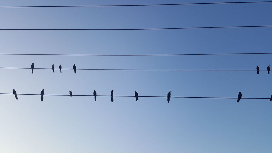 Low angle view of silhouette birds perching on cable against sky