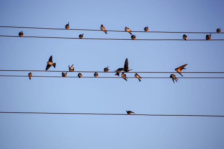 The swallows, martins and saw-wings, or hirundinidae, are a family of passerine birds