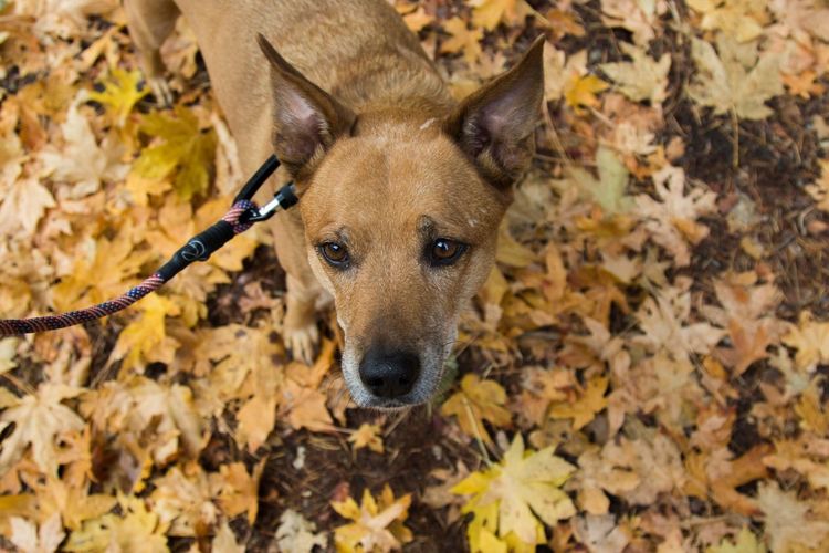 Portrait of dog in autumn