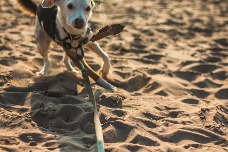 View of dog running on beach