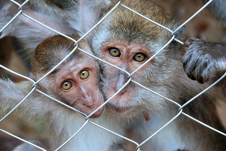 Portrait of monkeys in cage