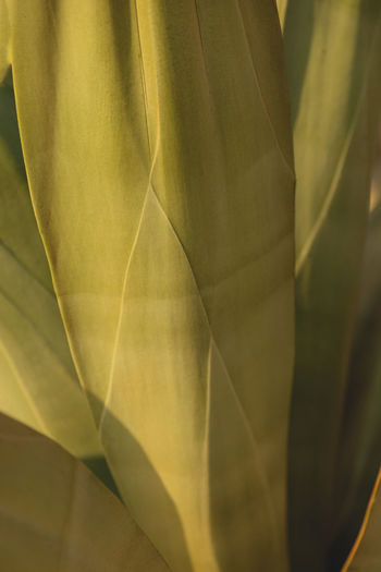 The texture of a large leaf of a cactus. natural background of yellow-green leaves