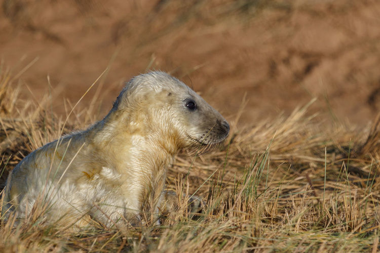 Close-up of seal on field