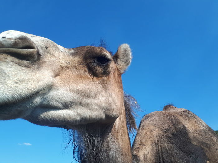 Close-up of a camel against blue sky