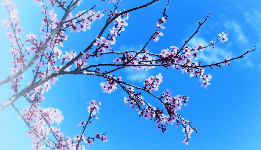 Low angle view of blossom tree against blue sky