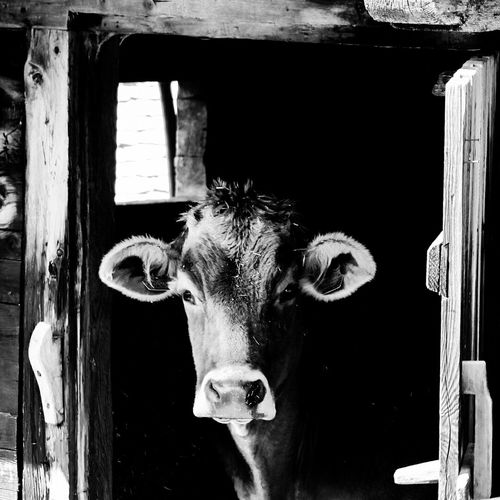 Portrait of cow at barn