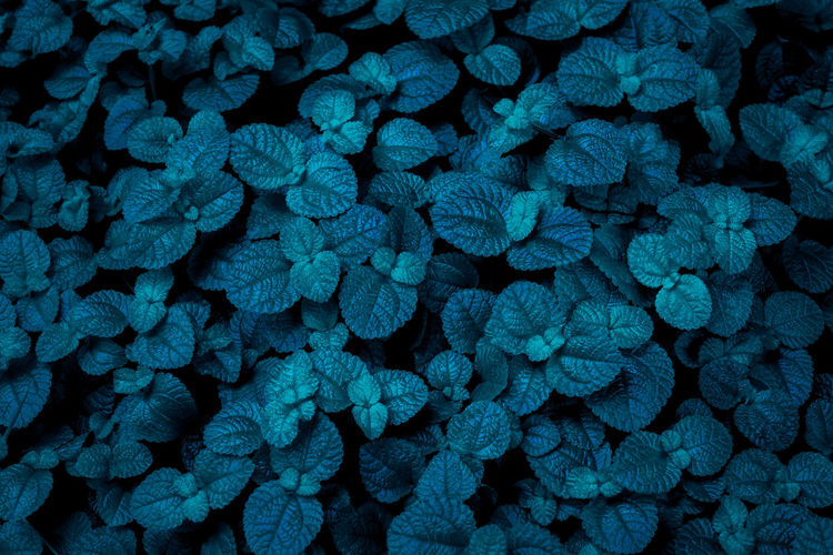 Full frame shot of blue pattern