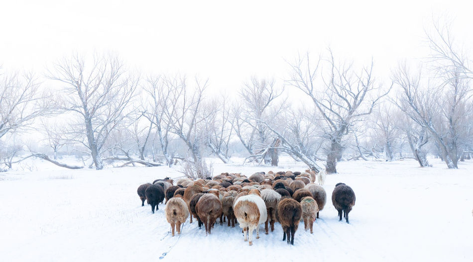 Domestic animals on snow covered field