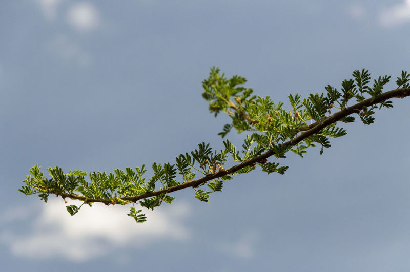 Low angle view of plant against sky