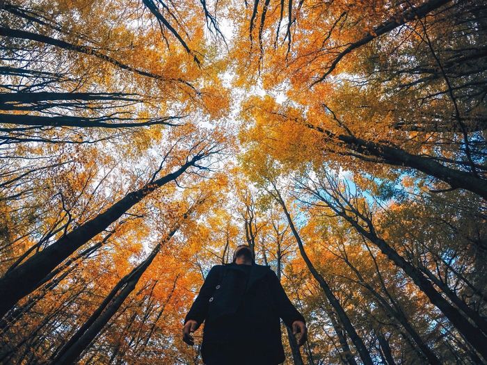 Low angle view of person standing by trees in forest during autumn