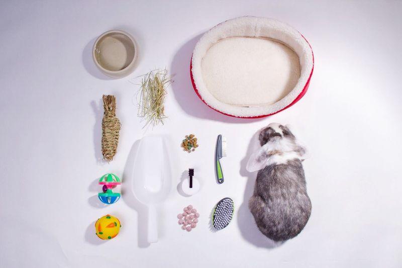 Directly above shot of guinea pig and various objects on white background