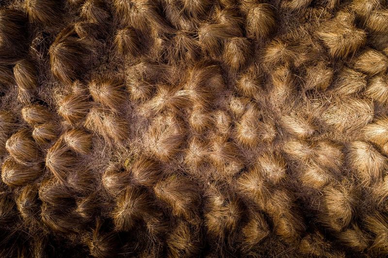 Full frame shot of animal fur