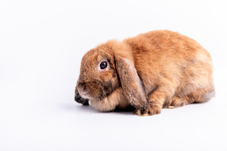 Close-up of a rabbit over white background