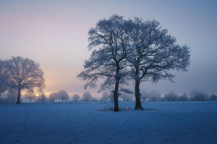 Two bare trees in winter - never will be alone