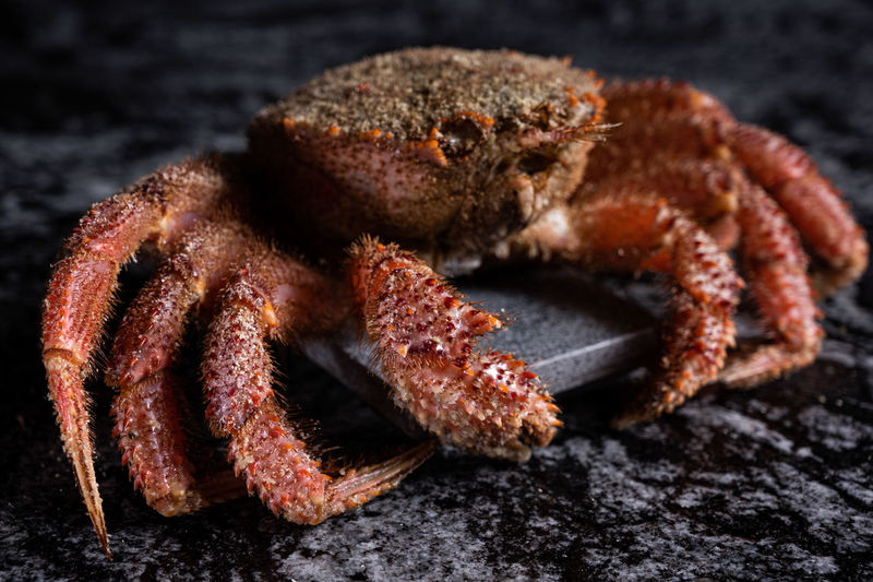 Close-up of crab