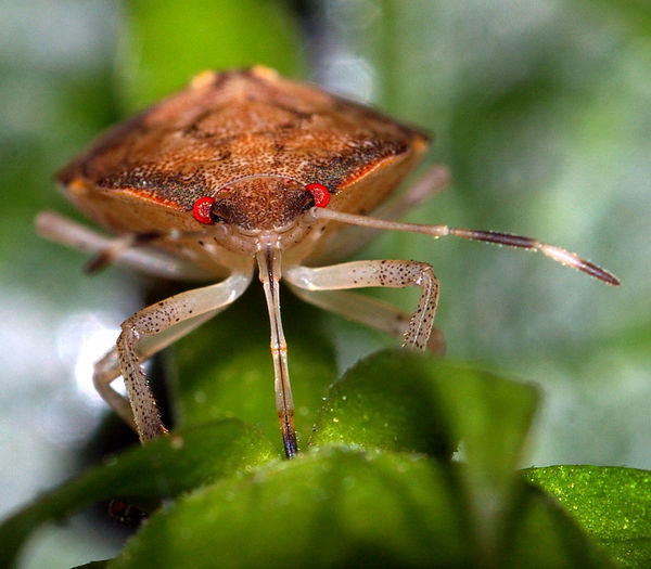 Close-up of bug on plant