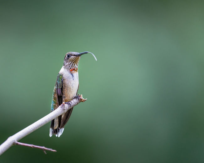 Close-up of hummingbird perching on a branch
