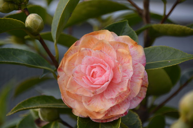 Close-up of rose blooming on plant