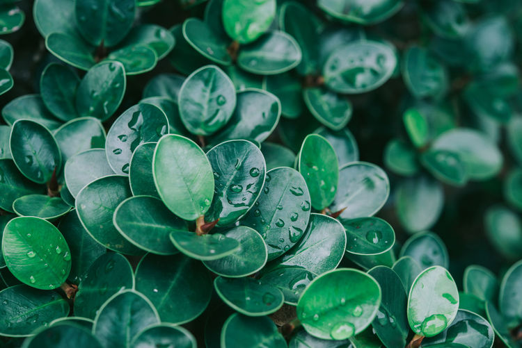 Close-up of green leaves