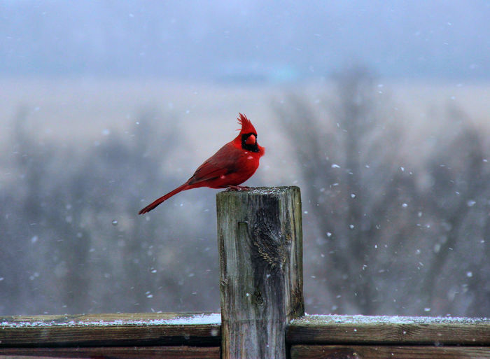 Cardinal perching on wooden fence in snowfall