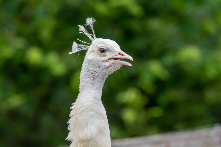 Head shot of a leucistic peacock with a green background