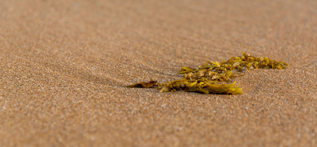 Close-up of caterpillar on sand