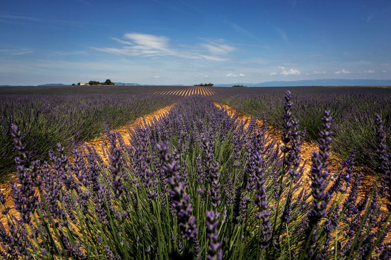 Lavenders growing on field against sky