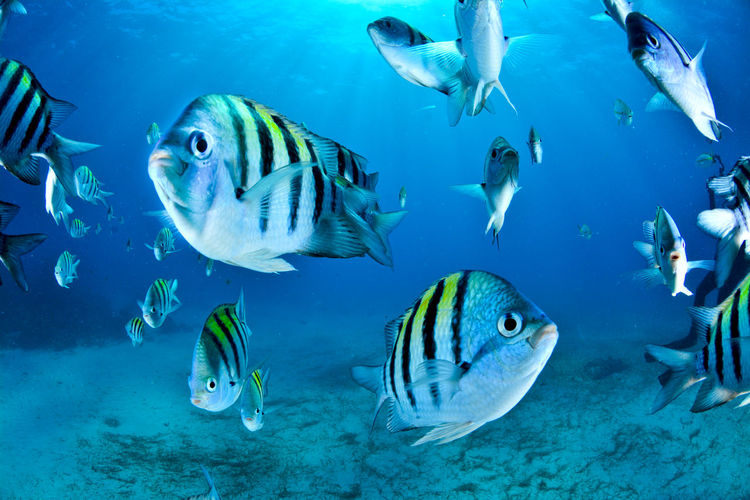 Colorful tropical fish in blue waters