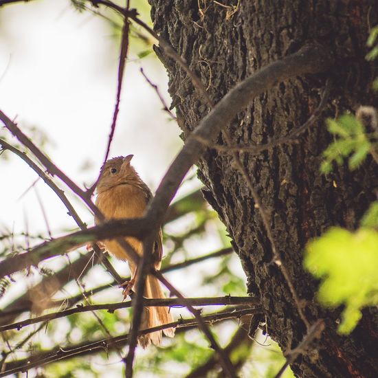 Low angle view of squirrel perching on tree