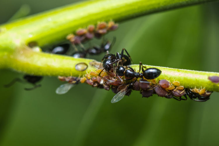 A macro-photo of ants takeing care of their aphids