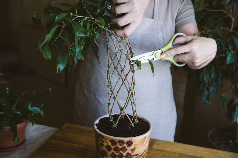 How to weave weeping fig plant stem. methods and patterns of weaving ficus benjamina at home.